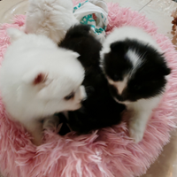 Cuccioli di Volpino
