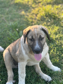 Disponibili cuccioli kangal turco