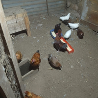 Galline morosette e normali