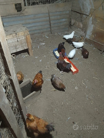 Galline morosette e normali