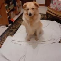 Cane da montagna dei Pirenei femmina