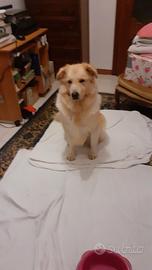 Cane da montagna dei Pirenei femmina