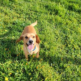 Cagnolino dolcissimo un tesoro