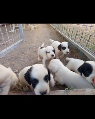 regalasu cuccioli