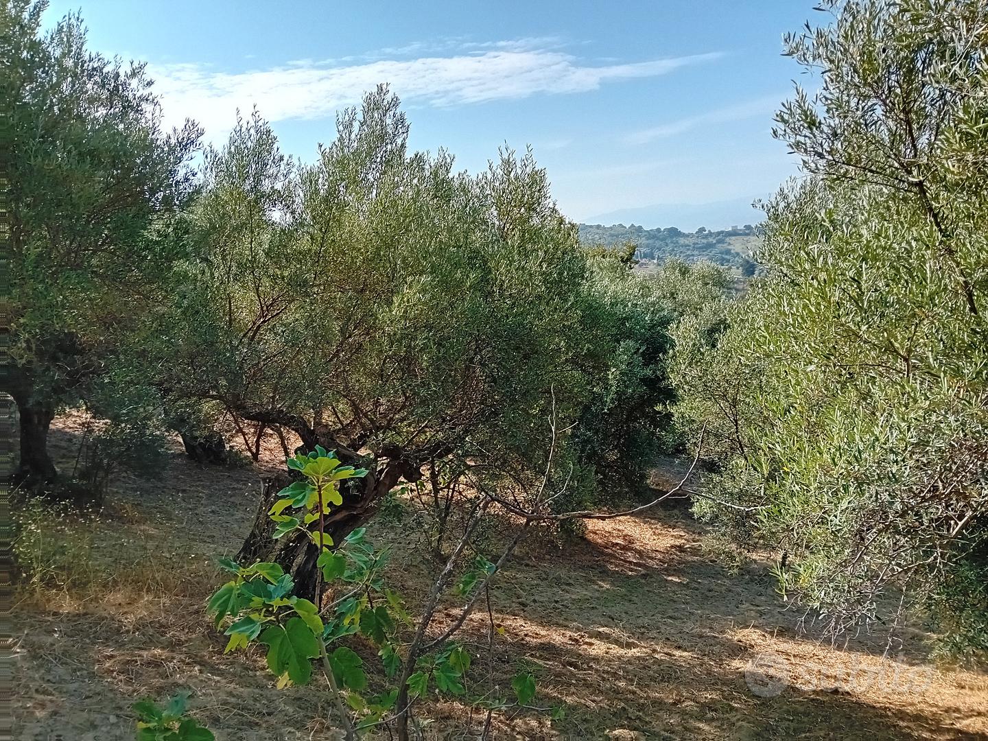 Terreno agricolo con annesso fabbricato - Vista 5