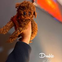 Cucciolo di Babocino Minitoy