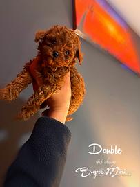 Cucciolo di Babocino Minitoy