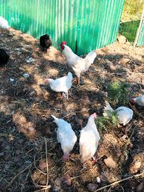 Giovanissime Livornesi con 8 mesi di vita