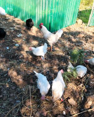 Giovanissime Livornesi con 8 mesi di vita