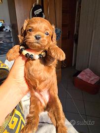 Milly maltipoo
