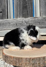 Conigli ariete nano Minilop