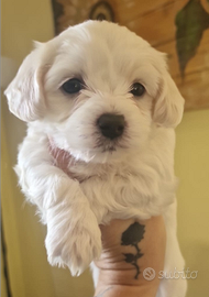 Cucciolo Maltese