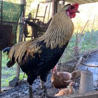 Pollo araucana produzione 2025