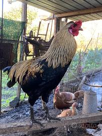 Pollo araucana produzione 2025
