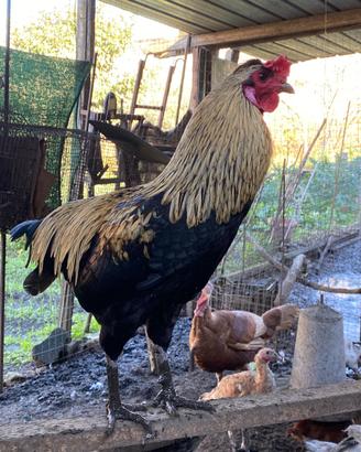 Pollo araucana produzione 2025