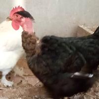 Gallina collo nudo