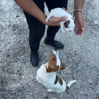 Cucciolo Jack Russell con occhio azzurro