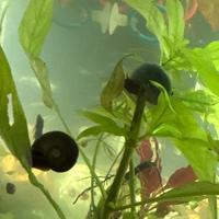 Lumache planobarius