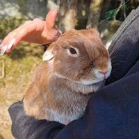 Coniglio nano femmina