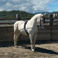 PRE puro sangue spagnolo di 17 anni