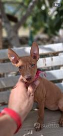 Cirneco dell'Etna con pedigree