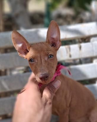 Cirneco dell'Etna con pedigree