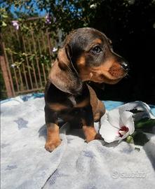 Bassotto kaninchen maschio nero carbonato
