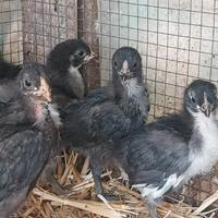 Pulcini di oliver egger di 40 giorni