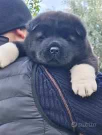 Akita Americano