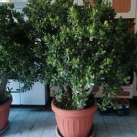 piante di giada