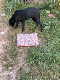 Cucciola di Labrador Retriever