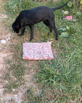 Cucciola di Labrador Retriever