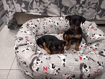 Cuccioli pincher nano