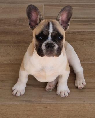 Bulldog francese