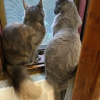Cuccioli di Maine Coon