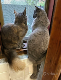 Cuccioli di Maine Coon