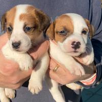 Jack russell terrier cuccioli