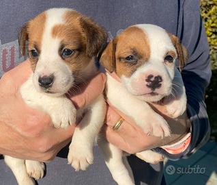 Jack russell terrier cuccioli