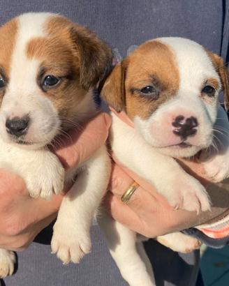 Jack russell terrier cuccioli