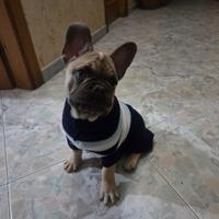 Cucciolo maschio bulldog francese