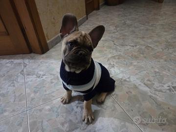 Cucciolo maschio bulldog francese