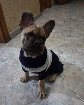 Cucciolo maschio bulldog francese