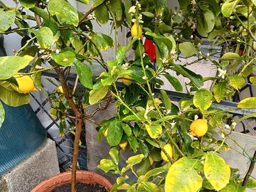  2 piante limone 4 stagioni 