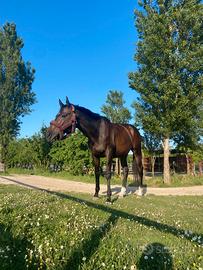 Cavallo