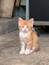 Gattino 2