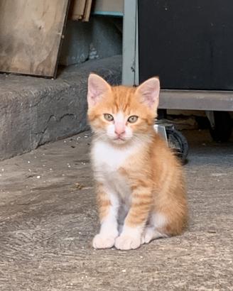 Gattino 2
