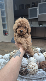 Barboncino toy maschio pedigree Enci