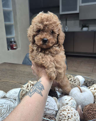 Barboncino toy maschio pedigree Enci