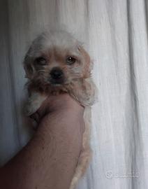 Peekapoo puppy toy