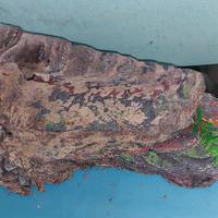 Tartarughiera con vetro frontale a onda